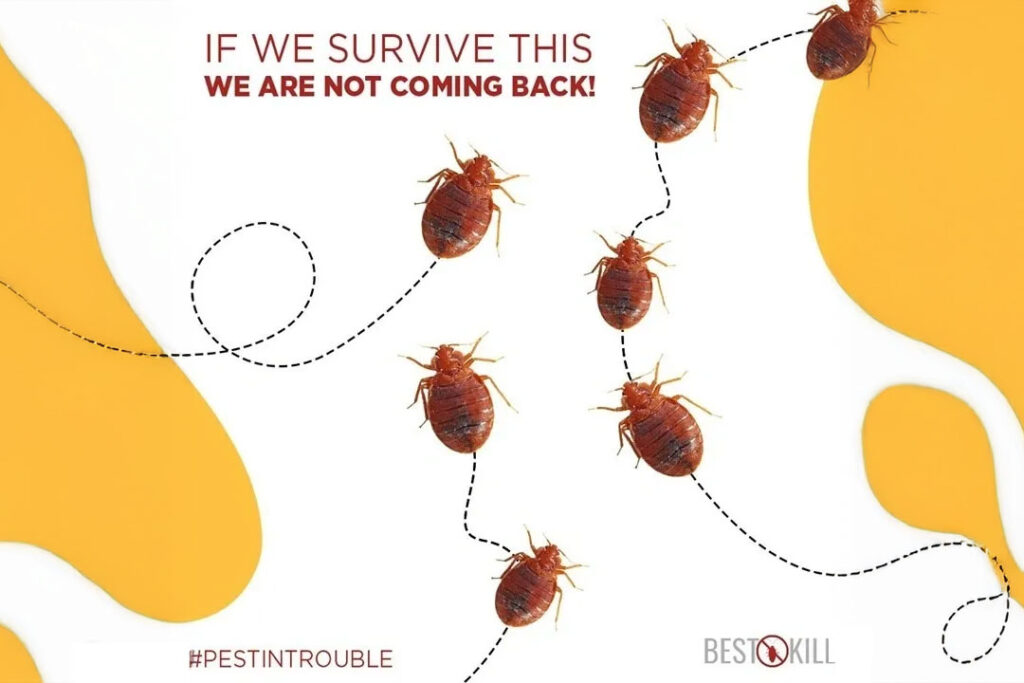 if-we-survive-this-we-are-not-coming-back-cover-image